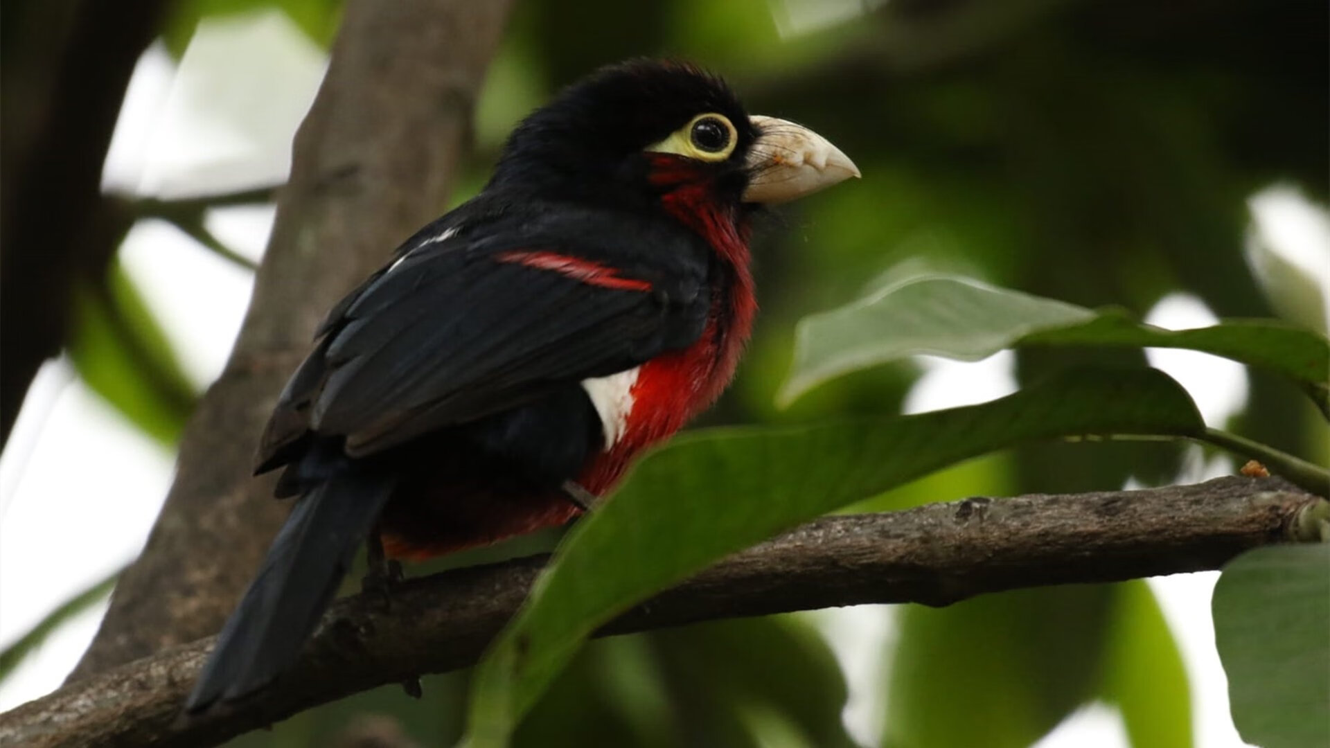 VALORANT 选手个人能力备受肯定，valorant职业数据