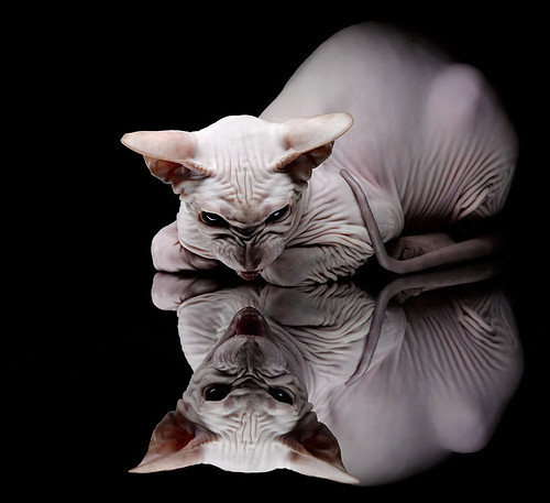 _篮网整体表现出色，排名继续攀升_，篮网2022