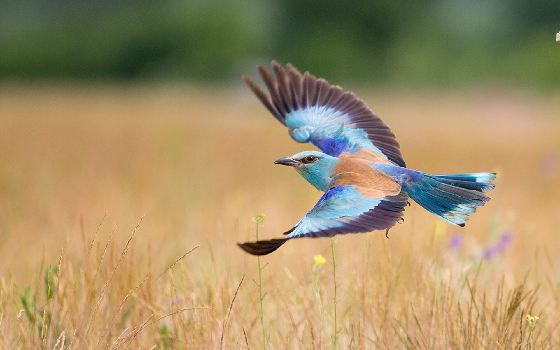 FB体育官方-“未来之星：全国青少年足球明星评选正式启动”，中国足球少年未来之星