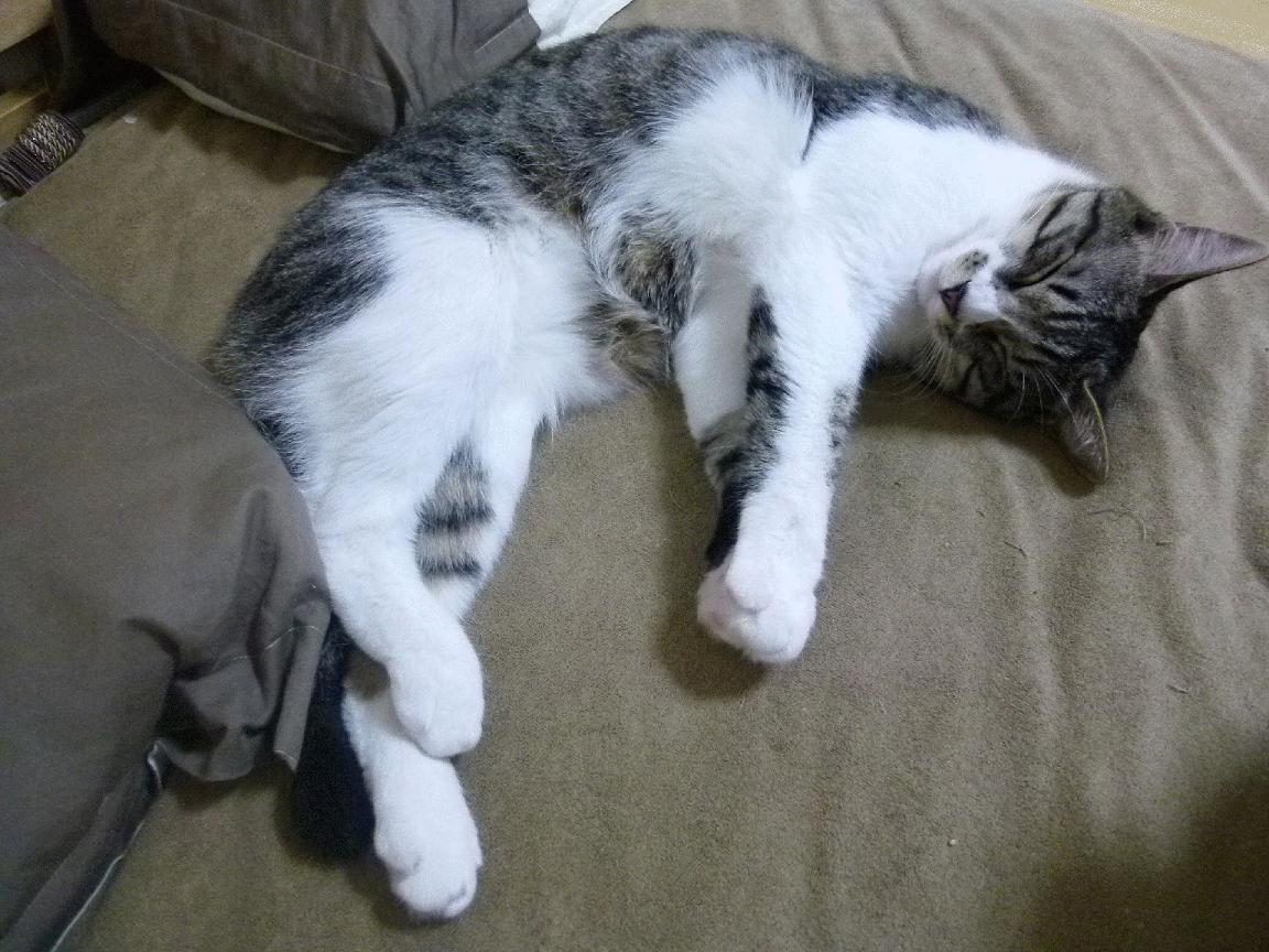 “英超末轮在即，胜负悬念牵动人心”，“英超”