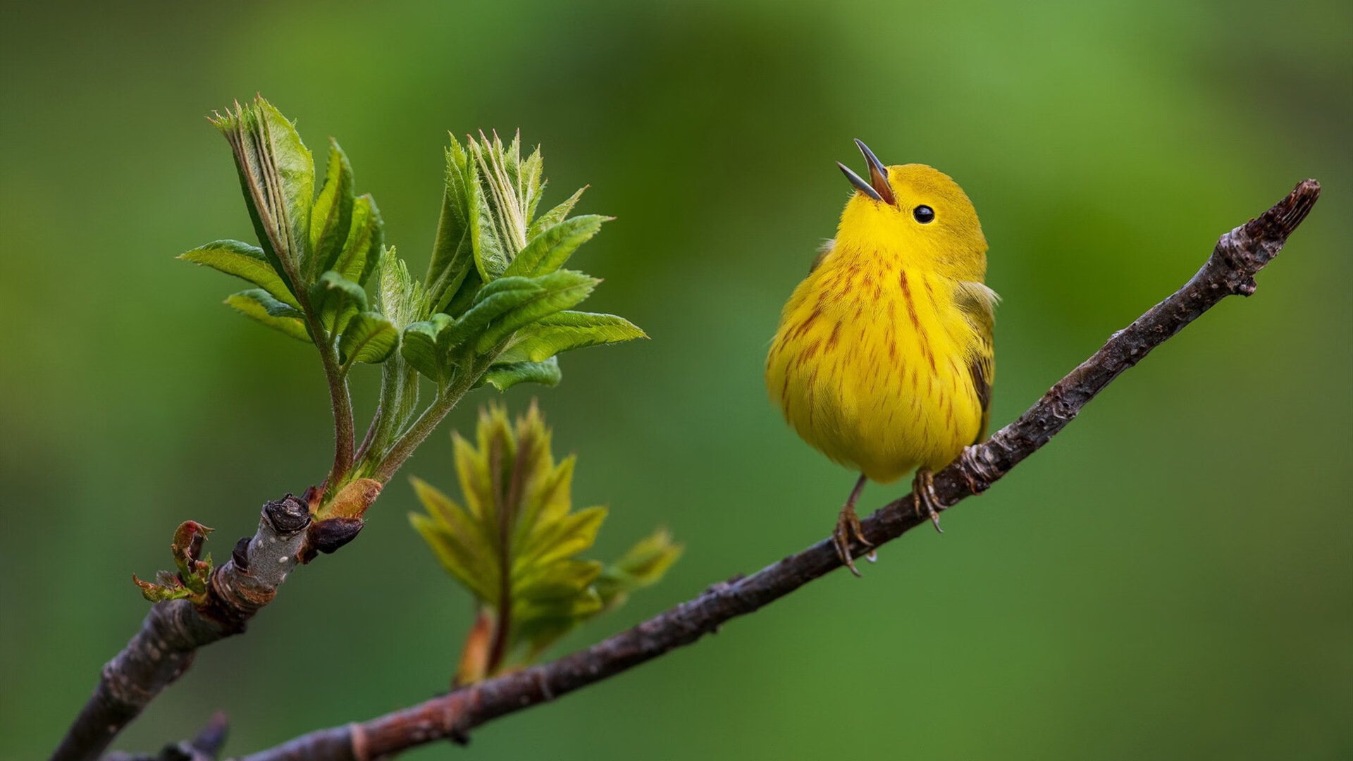 世界滑雪巡回赛中国选手表现突出，收获多枚奖牌，国际滑雪冠军