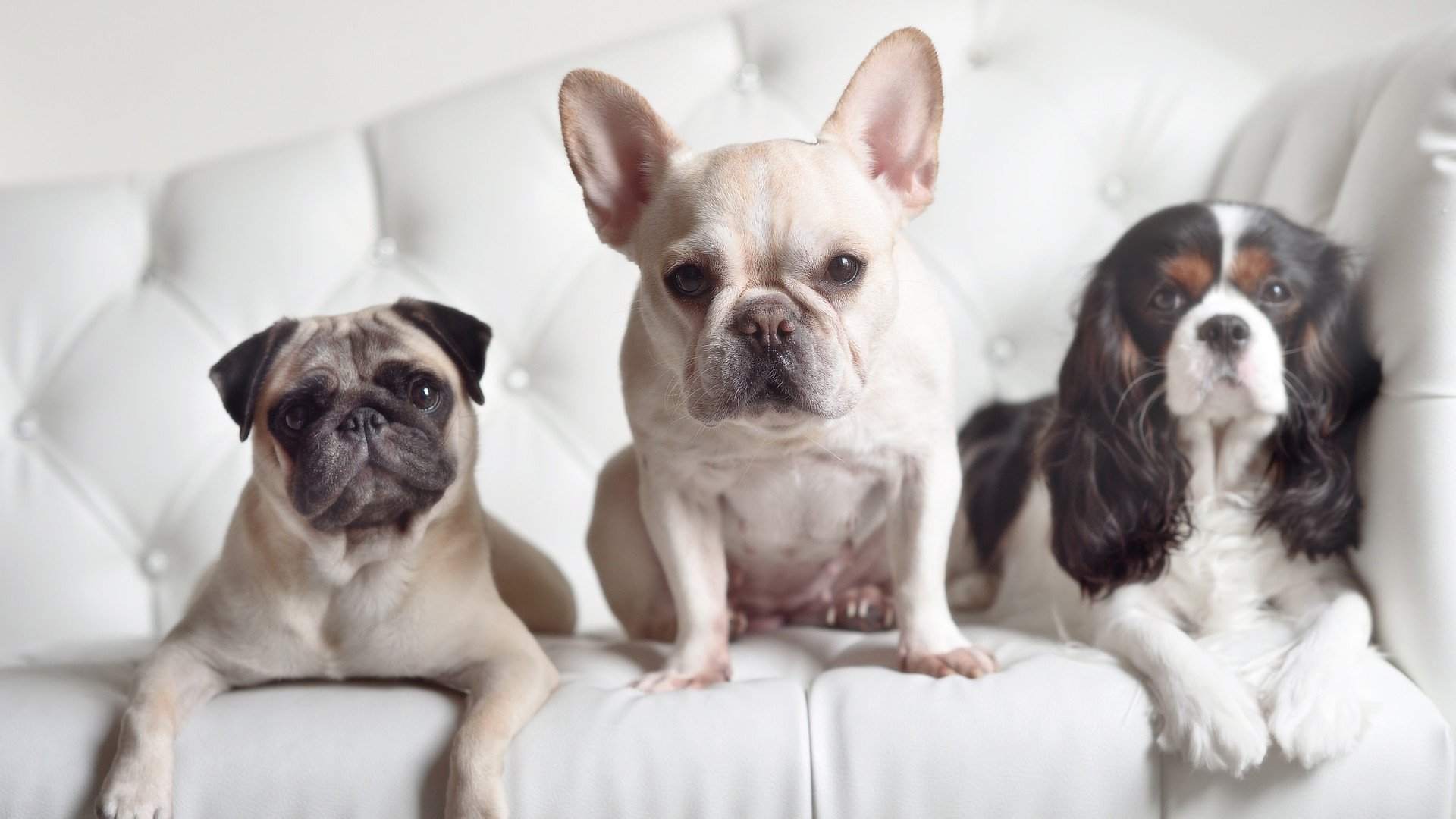 -中国足球裁判国际培训体系逐步建立，判罚水平迈上新台阶，中国足球裁判协会官网