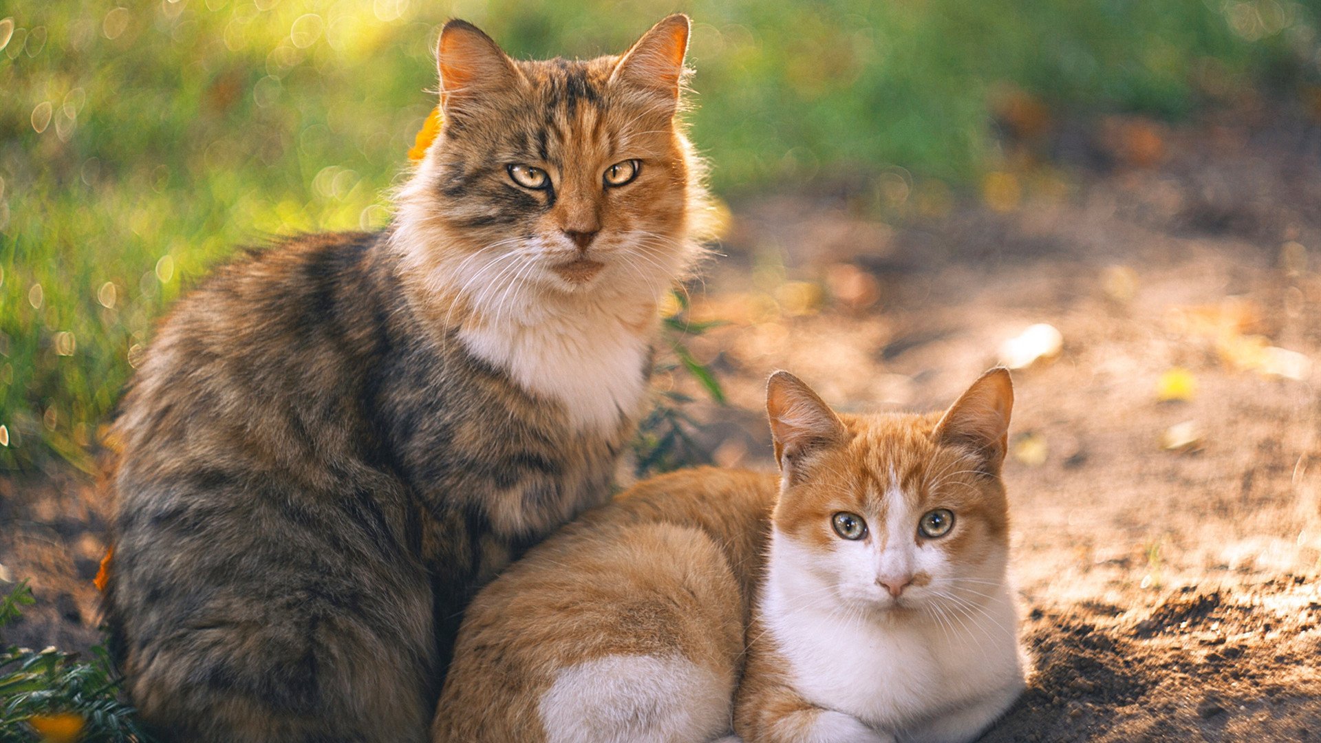 FBSPORTS-足球文创产业持续升温，打造具有中国特色的体育文化品牌，足球文化logo