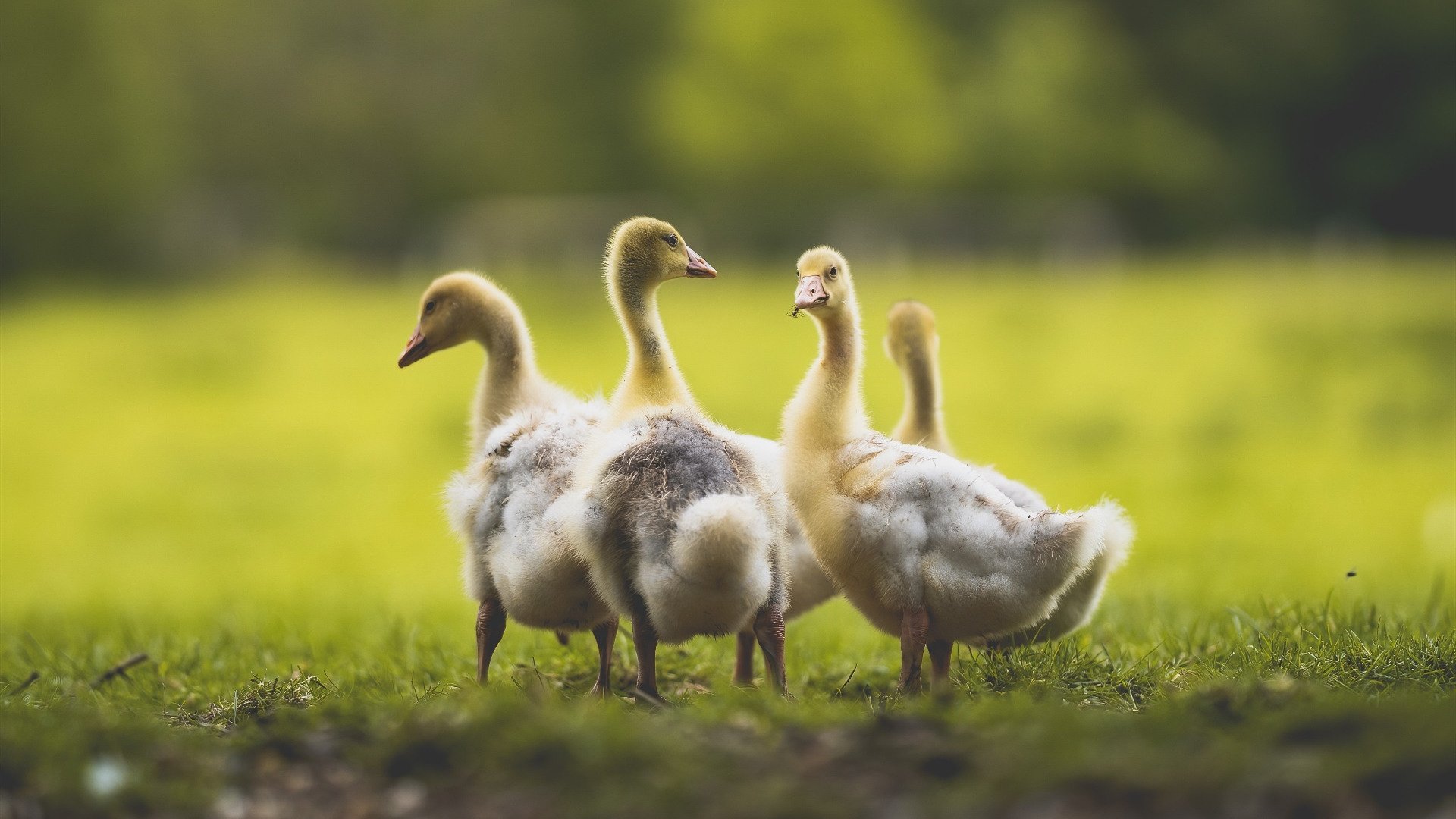 国足伤病预防与恢复策略,国足伤病预防与恢复策略有哪些