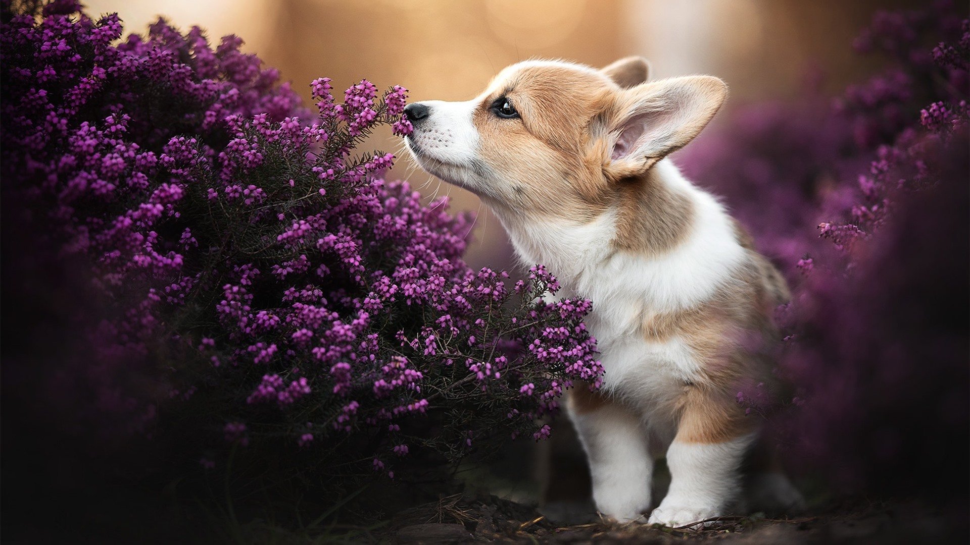 国家队集训地选址影响球员状态恢复，国家队集训队